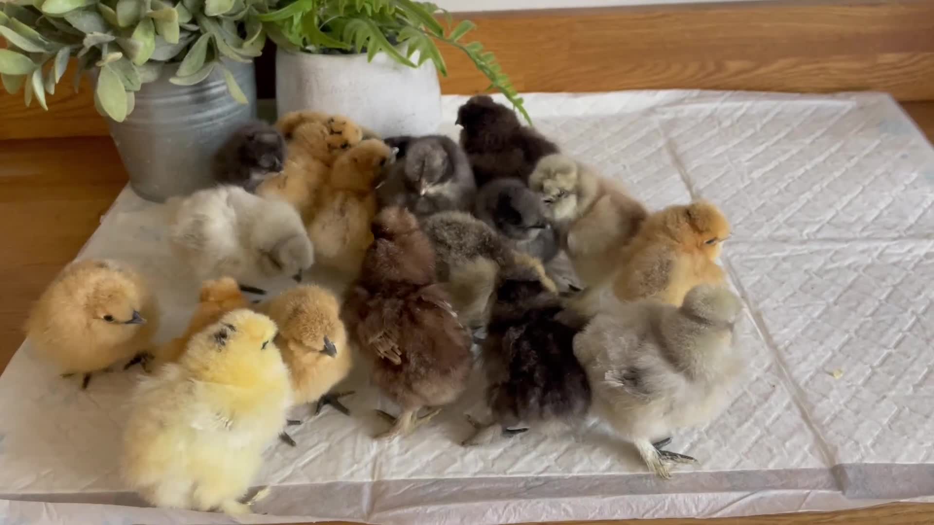 Chickens poultry for sale: 🩶USA & STANDARD SILKIE CHICKS 🩶 - Video 1