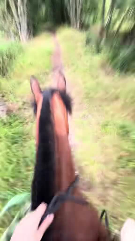 Welsh Section C horses for sale: godebog ulrika 14.2 - Video 5