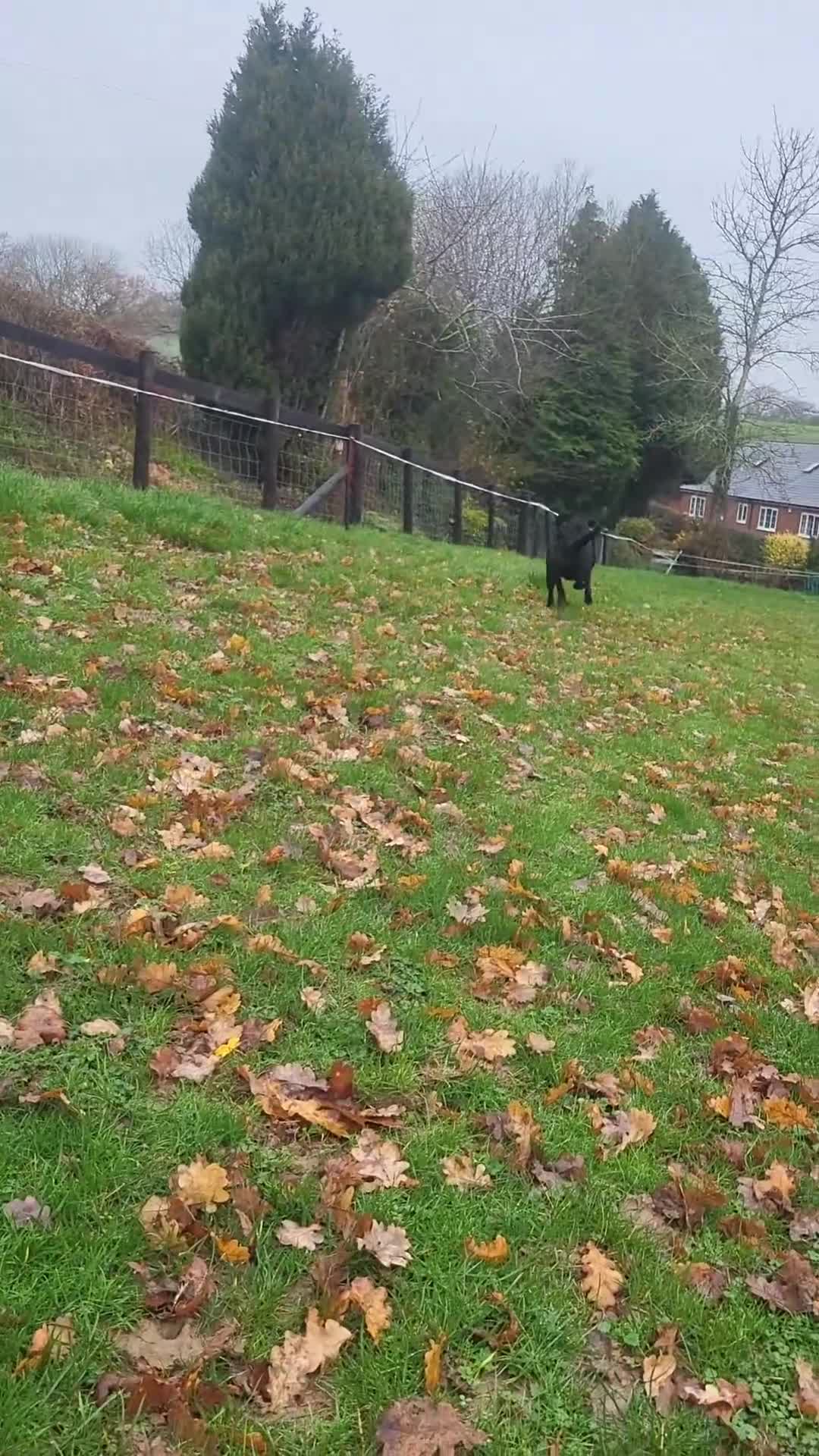 Labrador Retriever dogs for sale: 7 month old male labrador  - Video 1