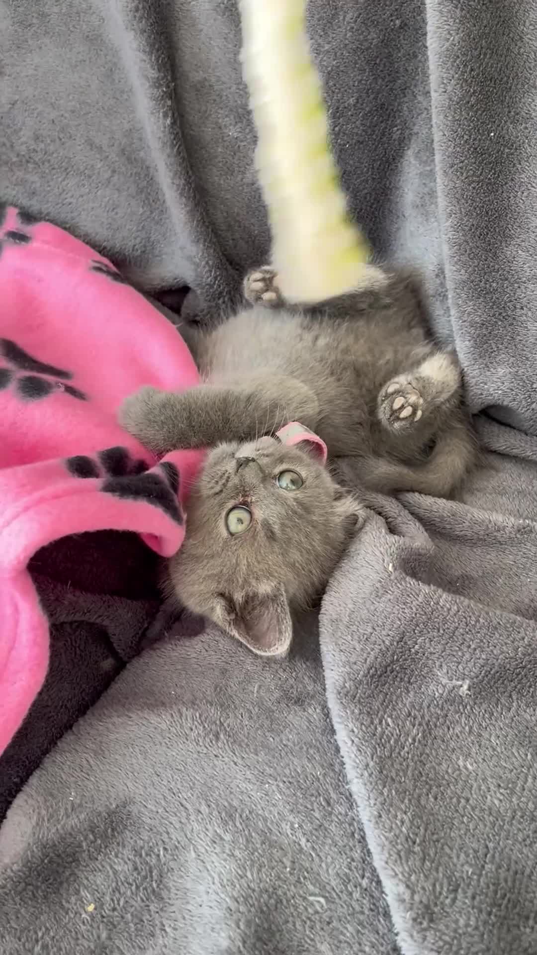 British Shorthair cats for sale: REDUCED!! Pure Breed British Shorthair Kittens - Video 1