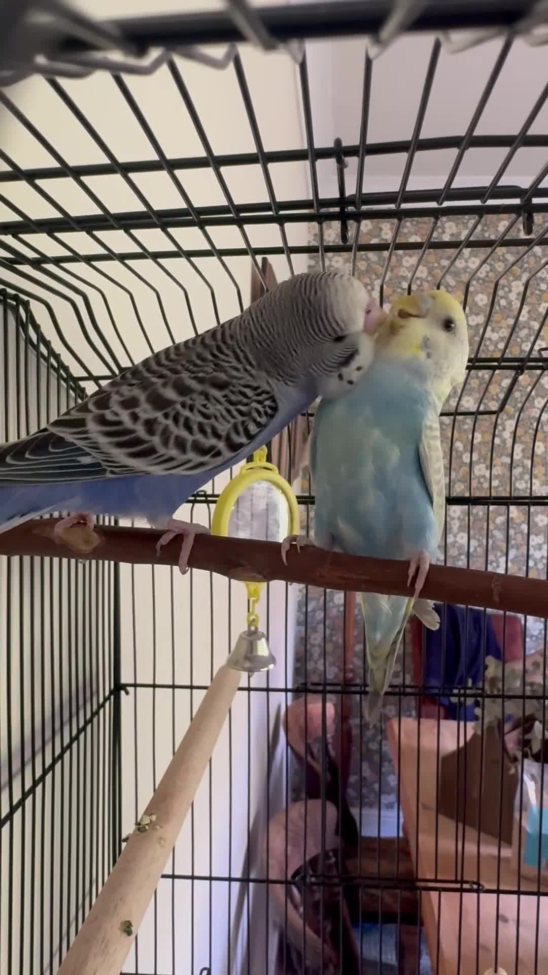 Budgerigars birds for sale: Bonded Budgies For Sale  in Wolverhampton - Video 2