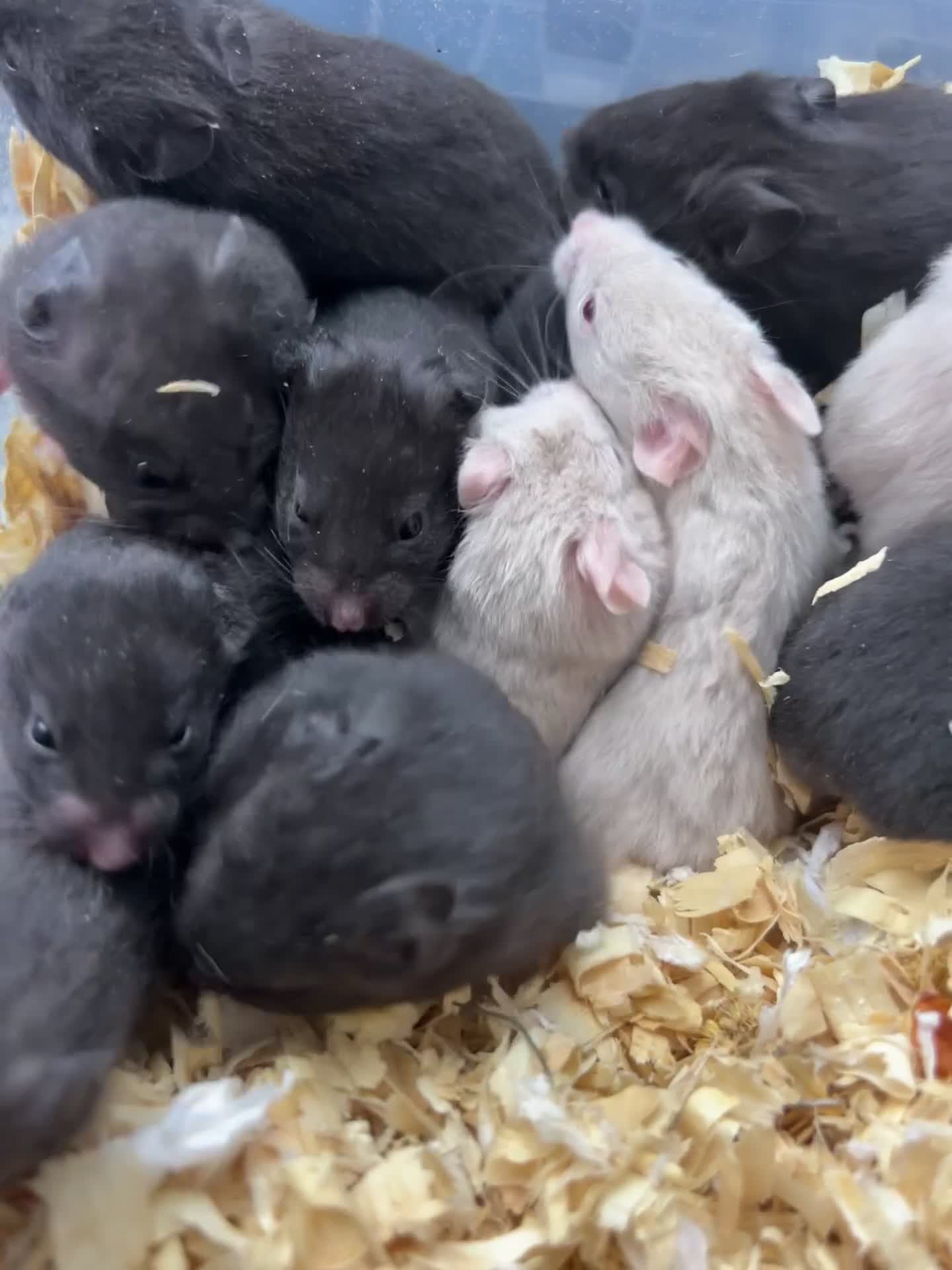 Hamster rodents for sale: Baby syrian hamsters - Video 2