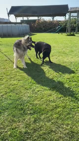 German Shepherd dogs for stud: stud only in Harwich - Video 1