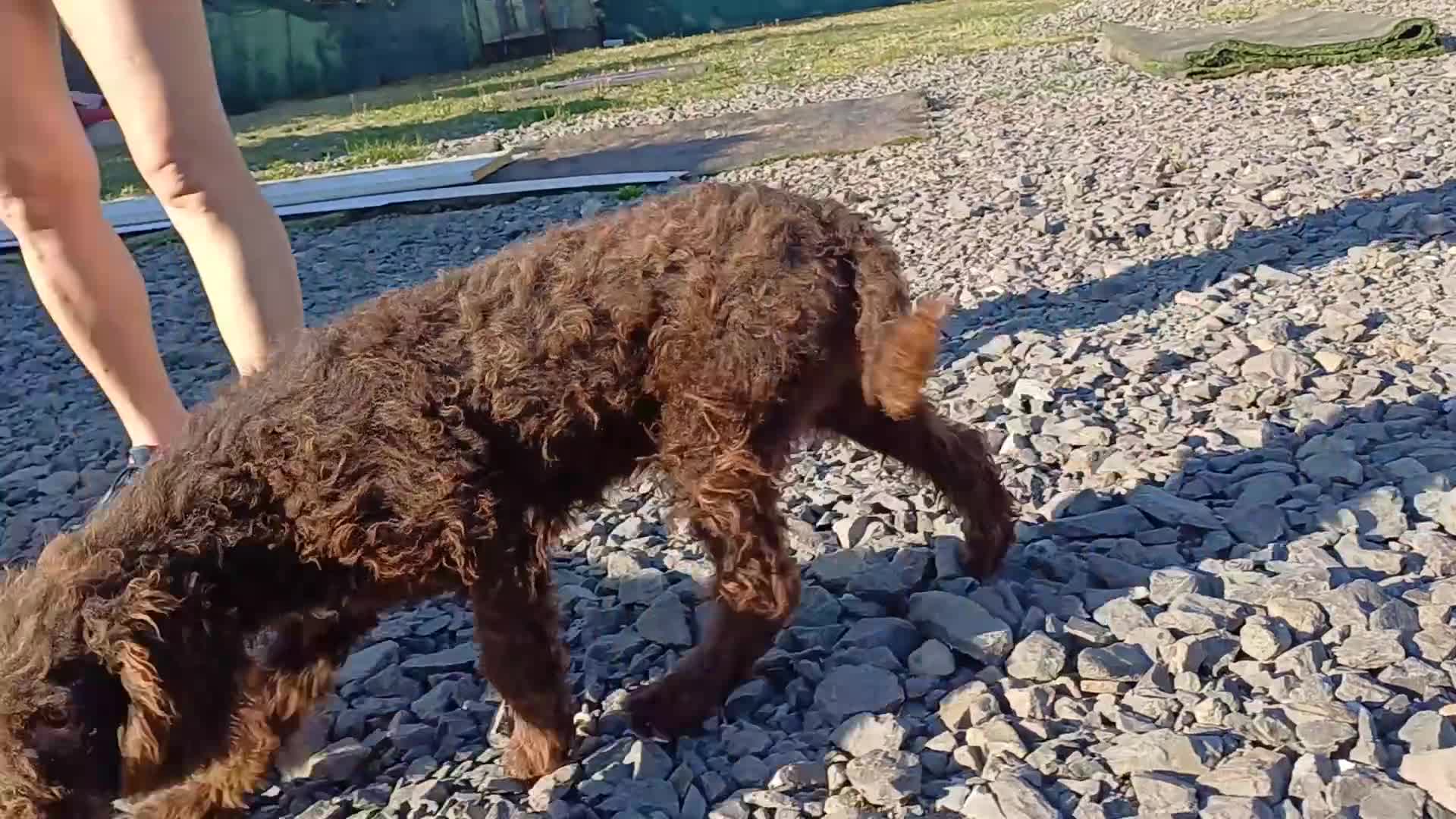 Lagotto Romagnolo dogs for adoption: DEXTER - a superb Lagotto boy for a Loving Home - Video 2
