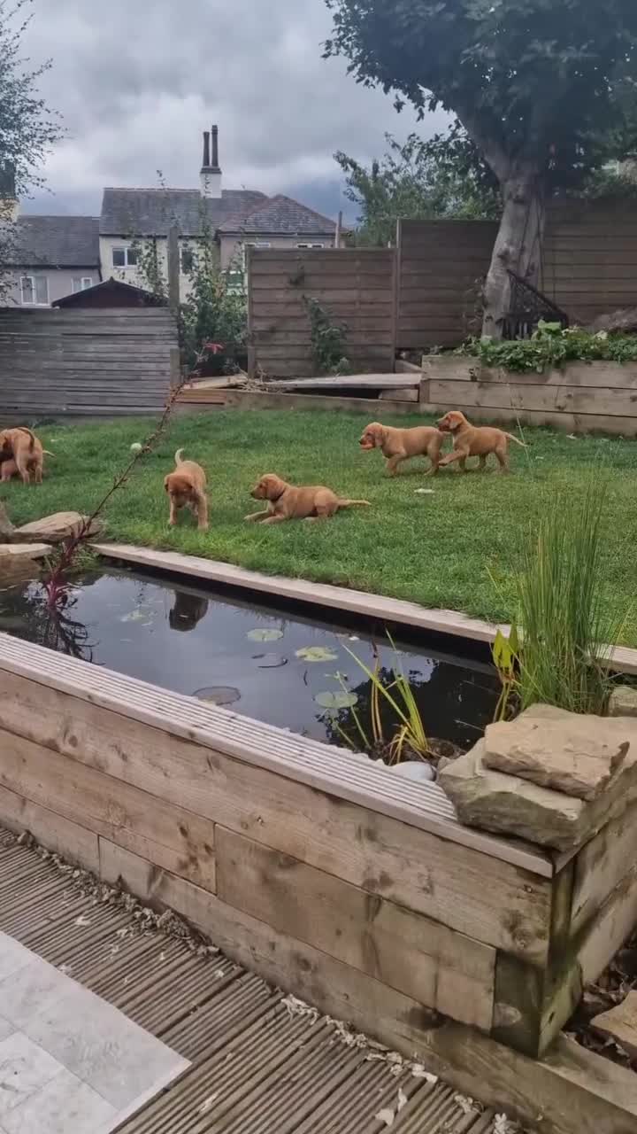 Labrador Retriever dogs for sale: KC Reg Fox-red Lab puppies, working type - Video 1