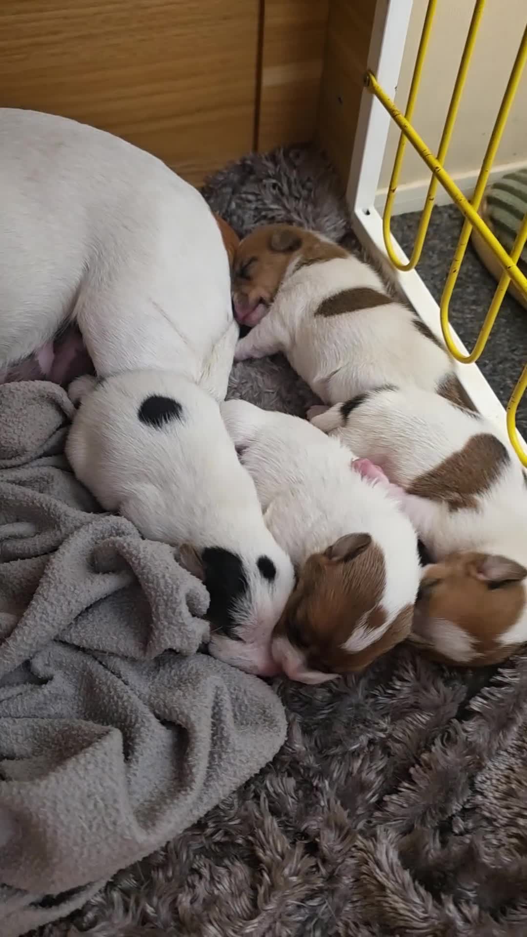 Jack Russell dogs for sale: Mini jack russel pups ready 13 june deposit secure - Video 2