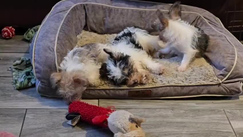 Mixed Breed dogs for sale: LHASO APSO X YORSHSIRE TERRIER PUPS  - Video 1