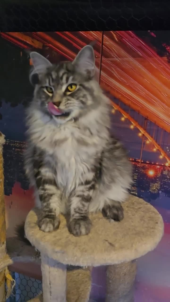 Maine Coon cats for stud: maine coon stud in Coventry - Video 1