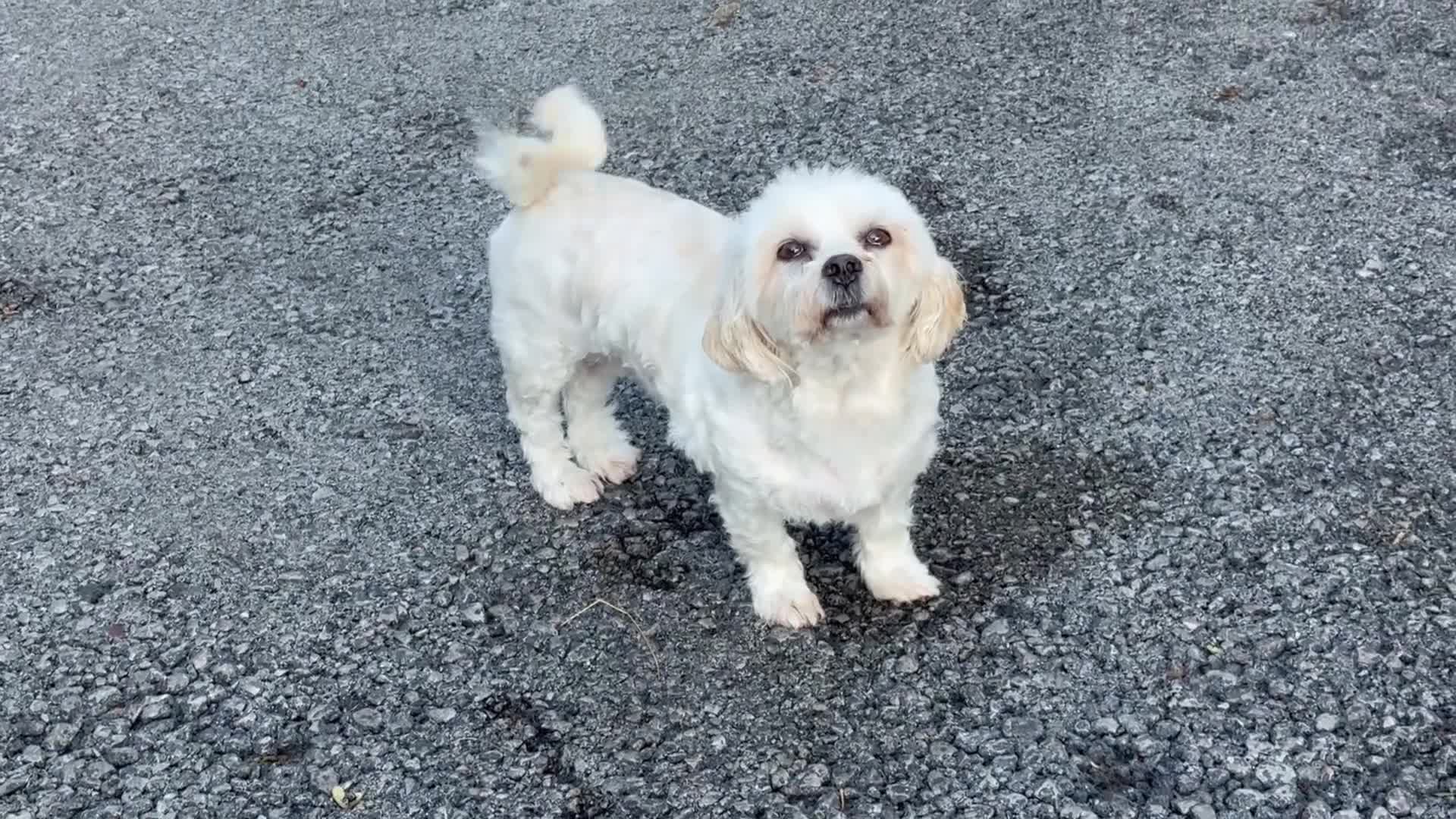 Havanese dogs for sale: Pure Havanese girl. Around ten years old - Video 2