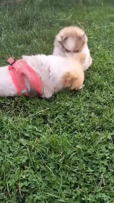Pomeranian dogs for sale: 🌟Sweet Pomeranian Puppy Ready for a Loving Home🌟 - Video 1