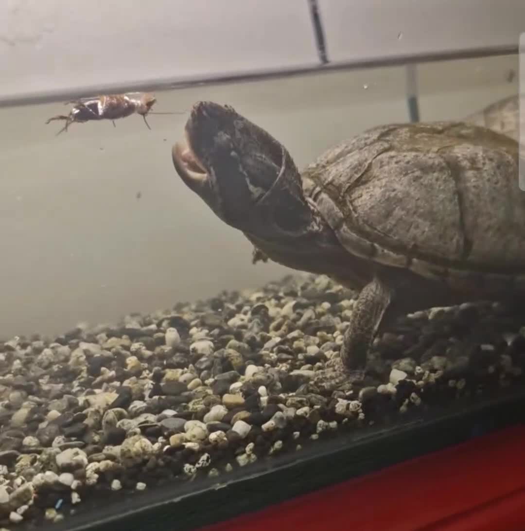 Turtle reptiles for sale: 2 musk turtles  - Video 1