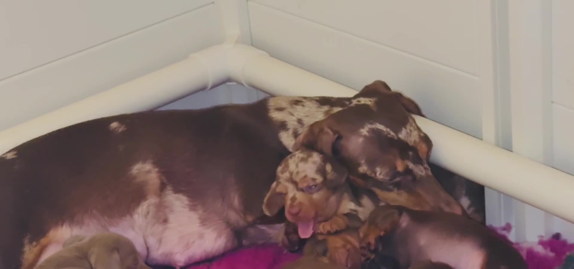 Miniature Dachshund dogs for sale: 🐾🌟KC Reg Miniature Dachshund Puppies🌟🐾 - Video 1