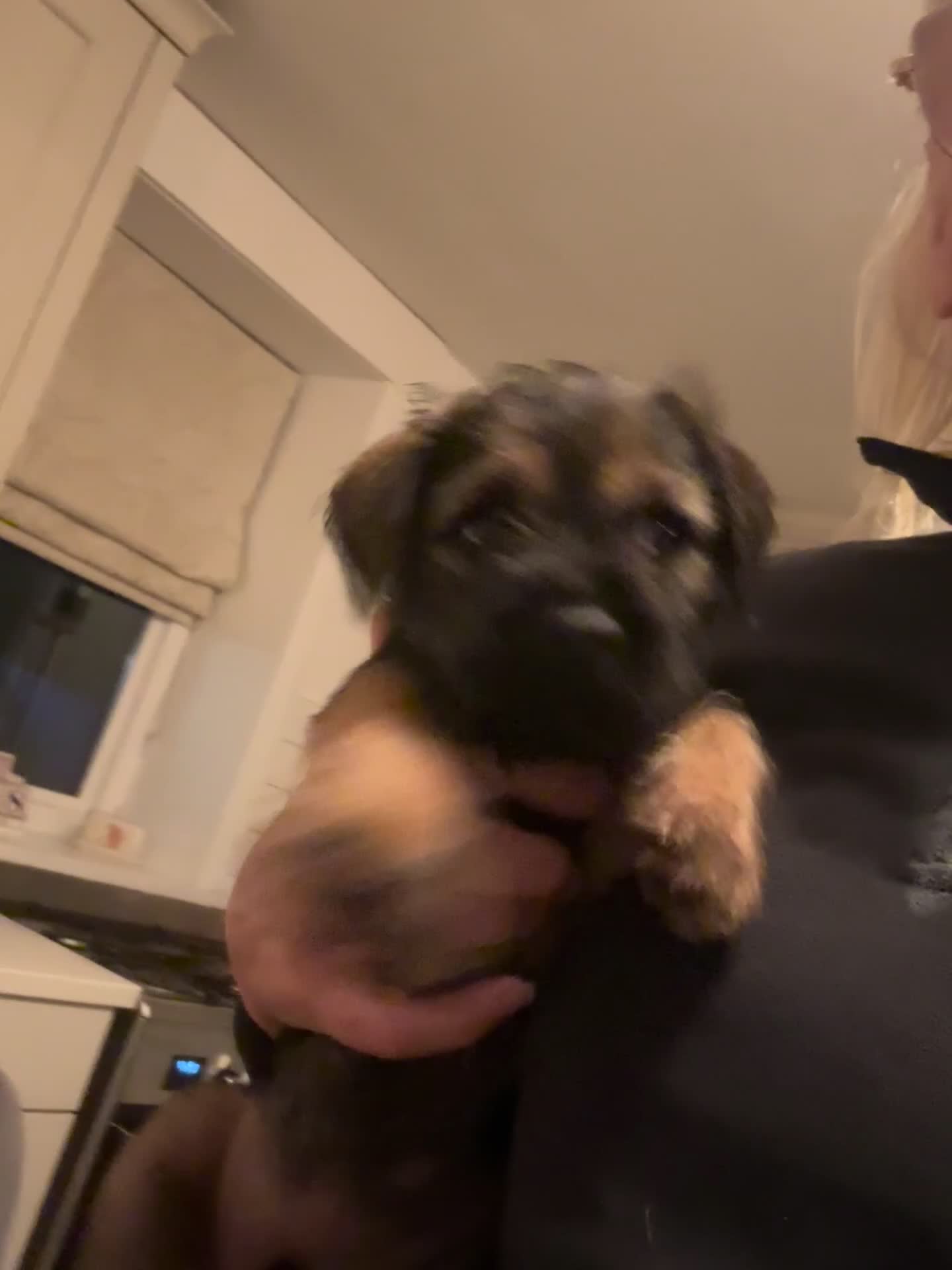 Border Terrier dogs for sale: Border Terrier Dog - Video 1