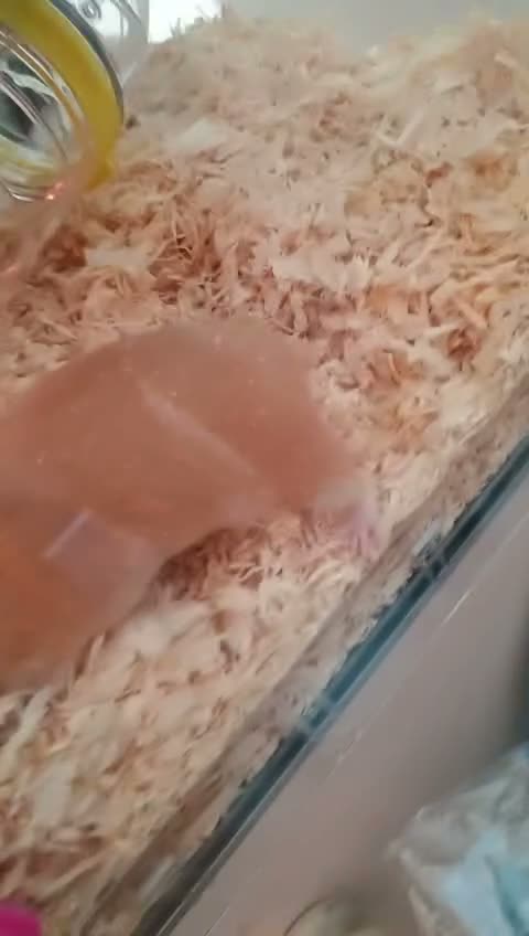 Hamster rodents for sale: Female hamster for sale (6-7 months old) in Doncaster - Video 1