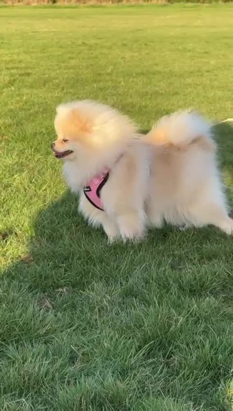 Pomeranian dogs for sale: Lovely Pomeranian Girl  - Video 1