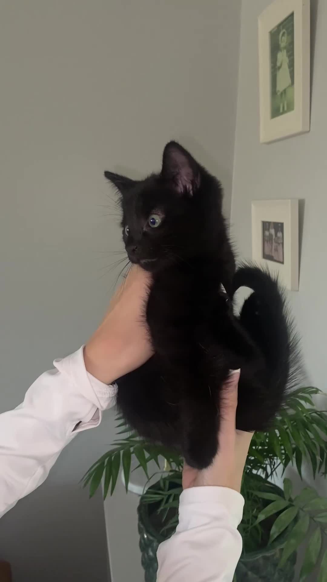 Mixed Breed cats for sale: Black, Black and white Kittens  - Video 2