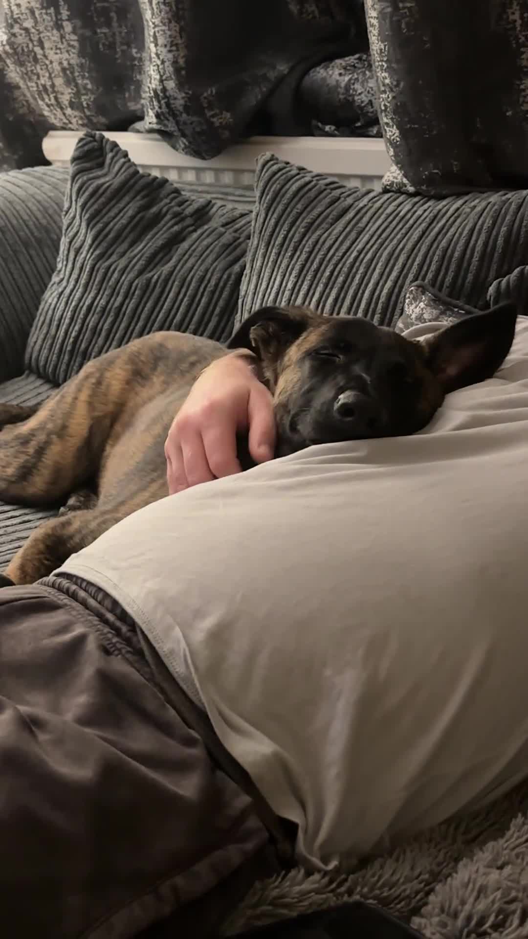 Mixed Breed dogs for sale: PENDING MEET & GREET - Lurcher X German Shepard  - Video 1