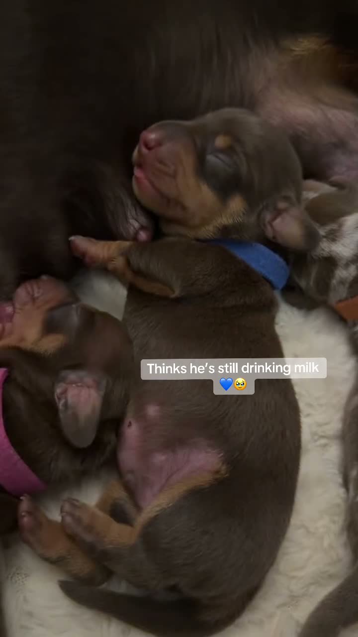 Miniature Dachshund dogs for sale: Miniature dachshund pups  - Video 5