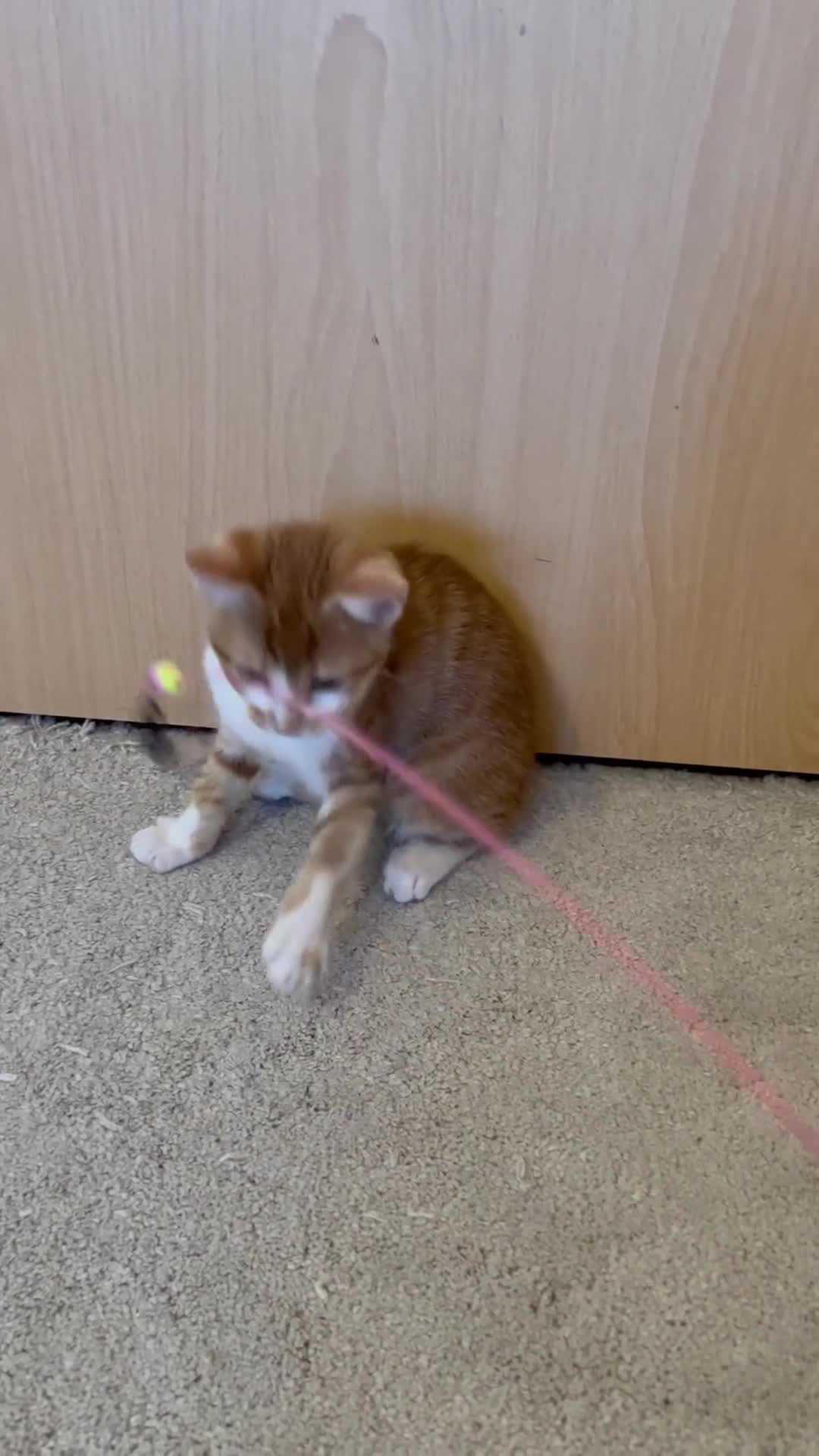 Domestic Shorthair cats for sale: Adorable Tabby Kittens Seeking Their Forever Homes - Video 2
