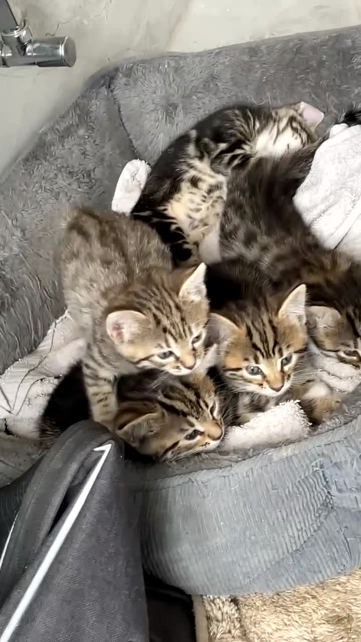 Mixed Breed cats for sale: KITTENS FOR SALE SOUTH LONDON - Video 2