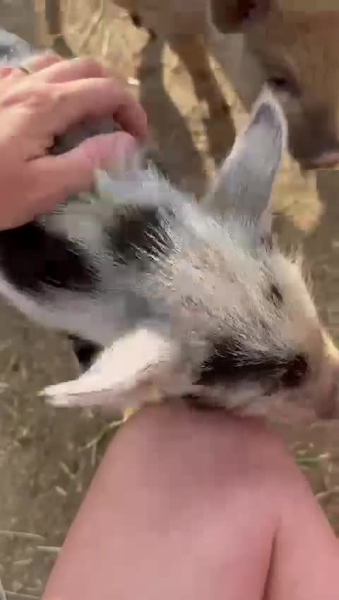 Pig livestock for sale: Just 2 Irresistible Mini Pigs left !  in Colchester - Video 2