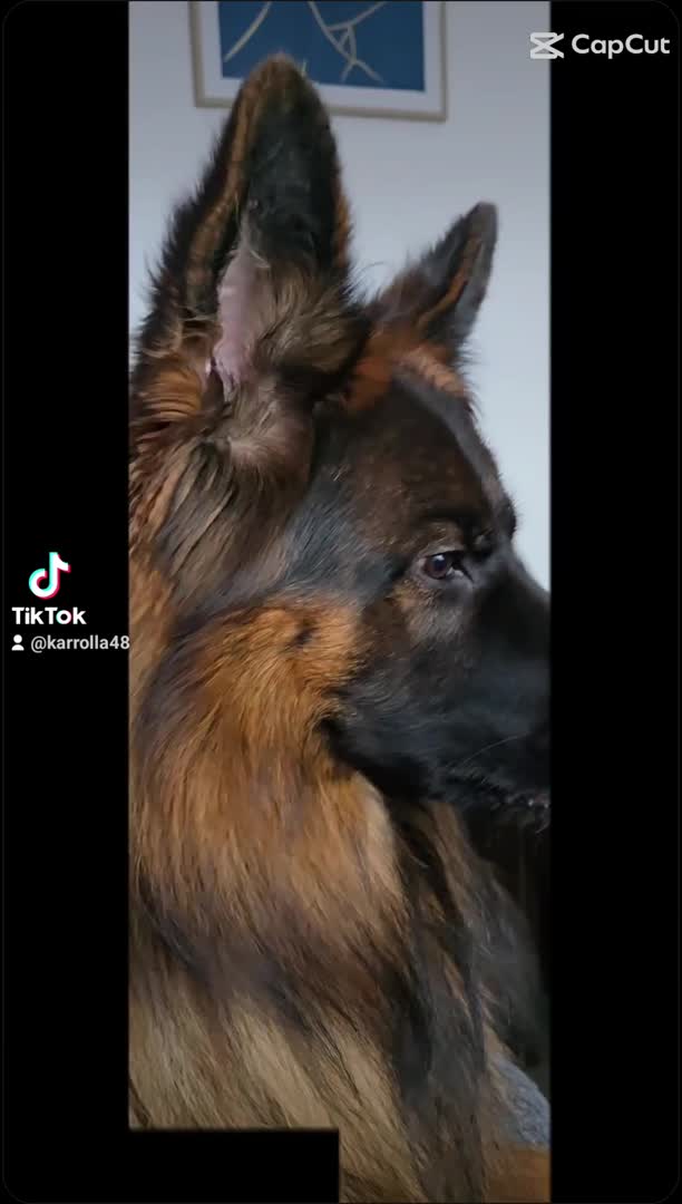 German Shepherd dogs for stud: STUD Mustang german shepherd KC  in Stoke-on-Trent - Video 2