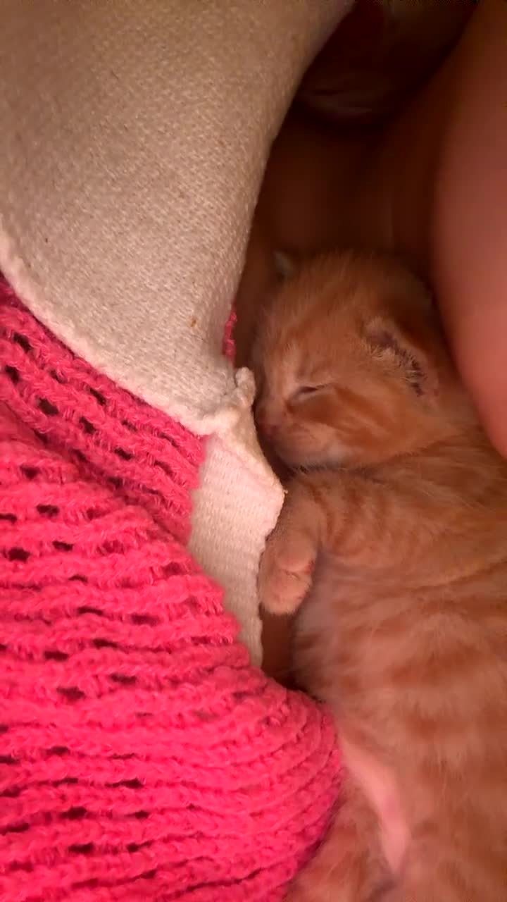 Mixed Breed cats for sale: Female ginger kitten  - Video 2