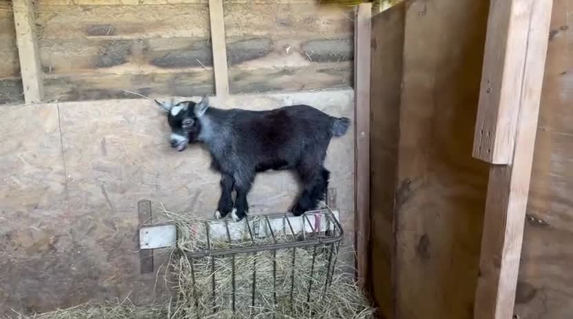 Goats livestock for sale: 2 male castrated Pygmy goats  - Video 2