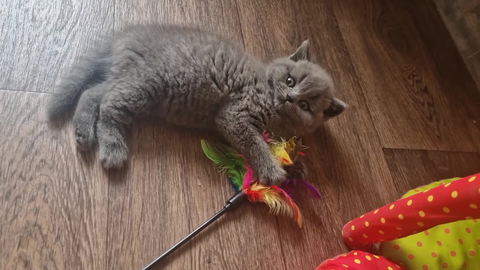 British Shorthair cats for sale: Tica reg British SH LH kittens Champion lines - Video 3