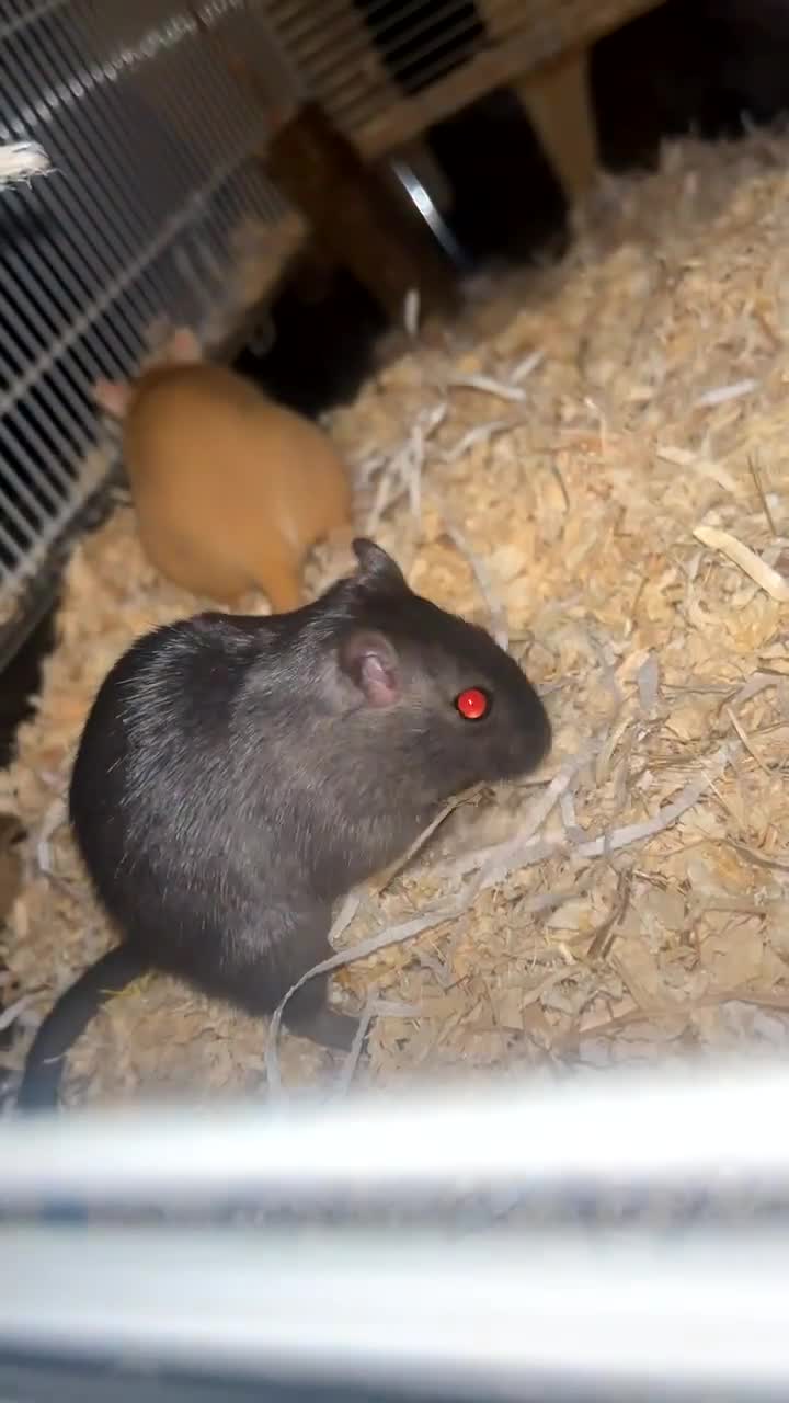 Gerbil rodents for sale: 2 female gerbils for sale - Video 1