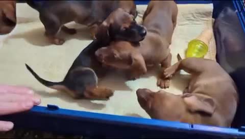 Dachshund dogs for stud: *STUD* mini in Romford - Video 2