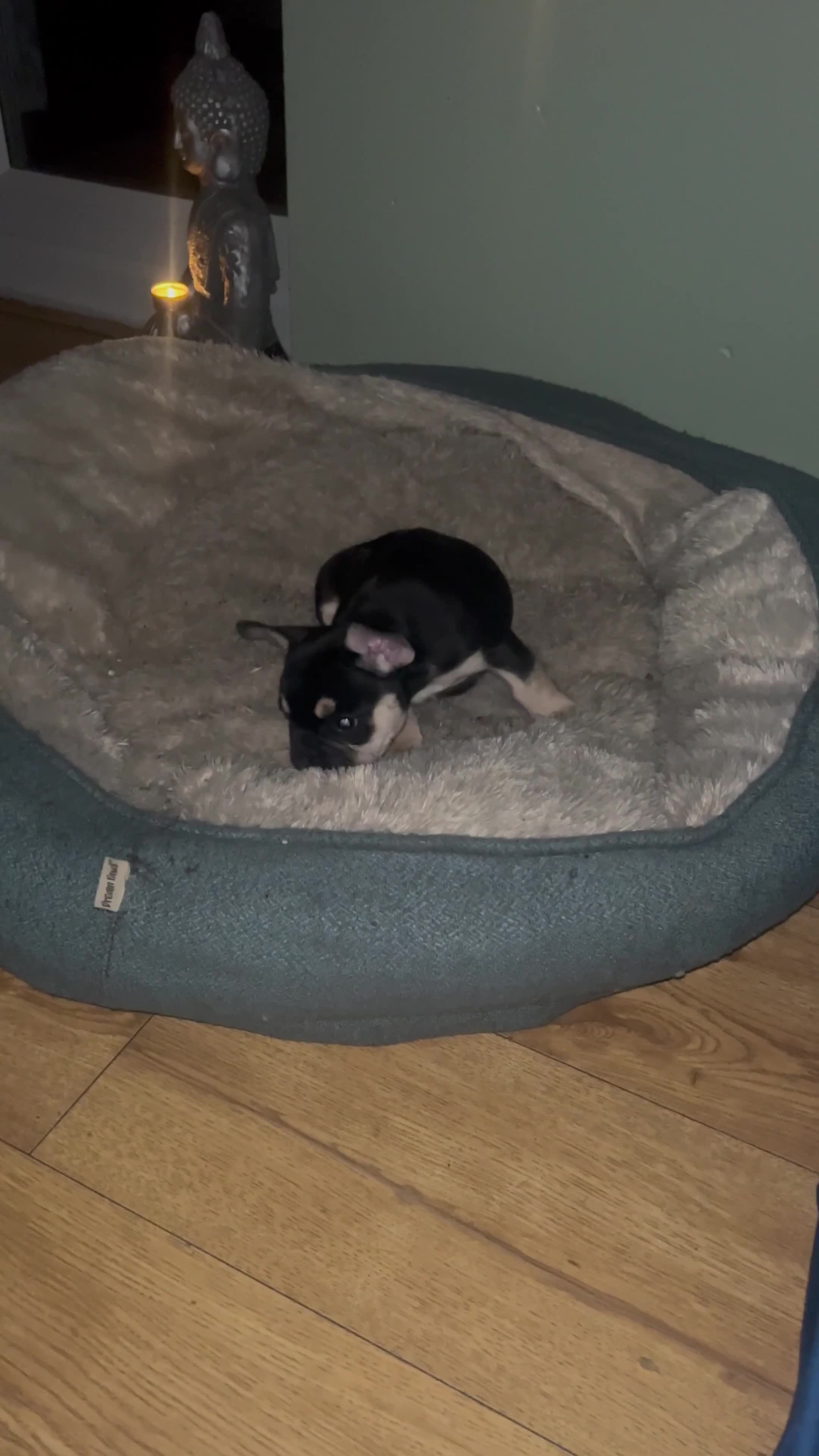 French Bulldog dogs for sale: 8 week old male French bulldog  - Video 2