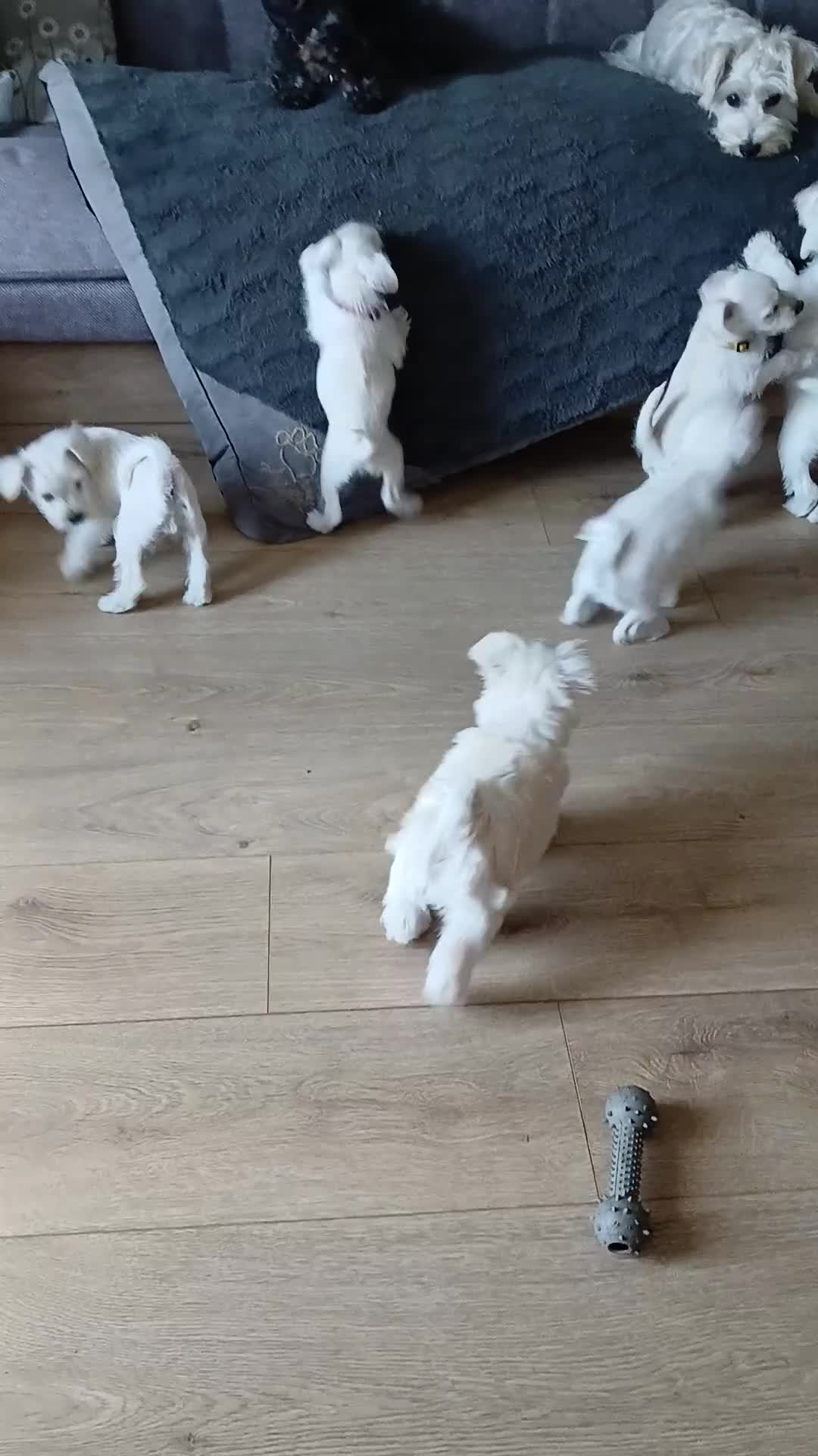 Miniature Schnauzer dogs for sale: Adorable white schnauzer puppy-last one left now  - Video 3
