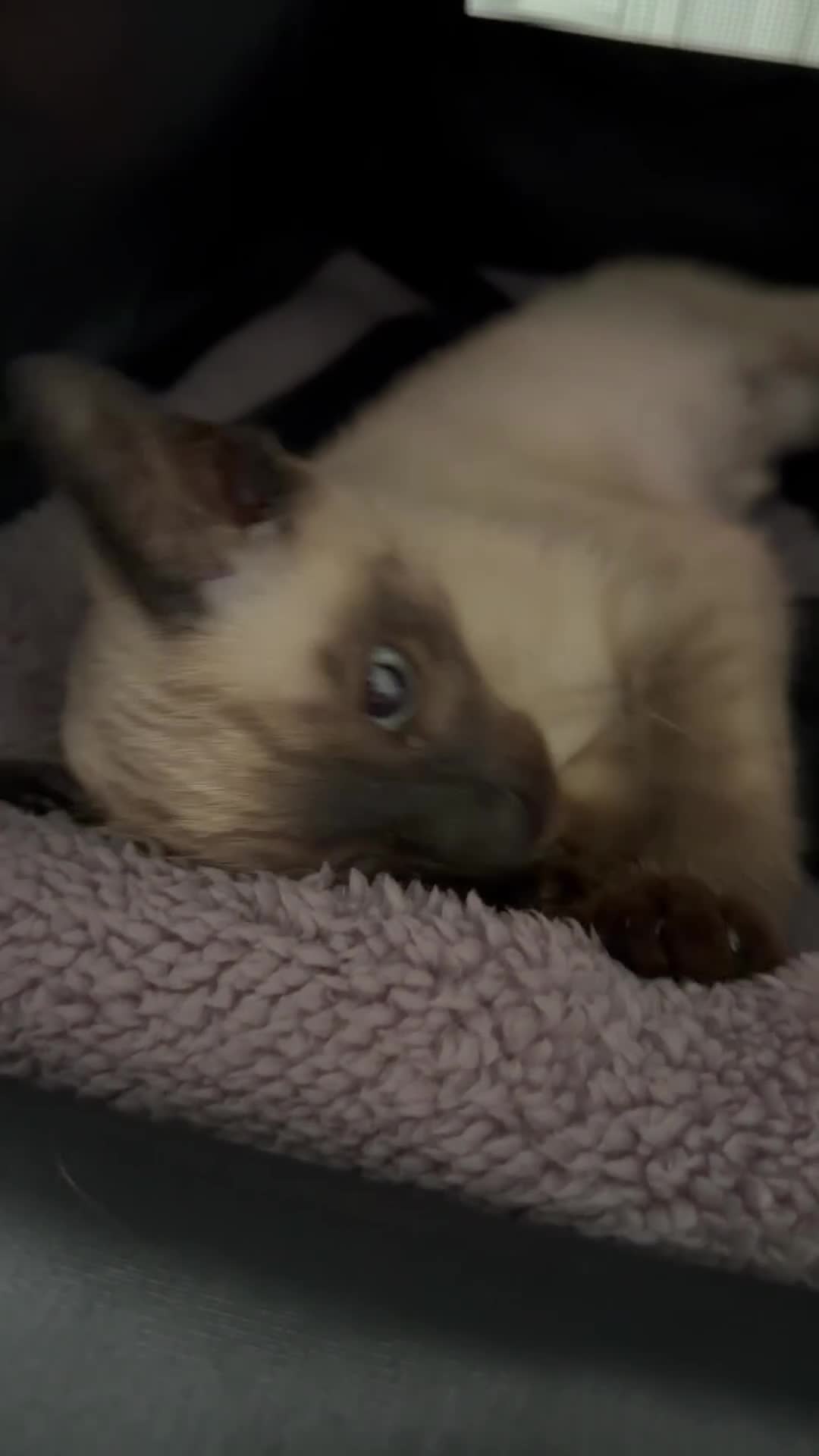 Siamese cats for sale: Siamese female kitten (chocolate point) - Video 1