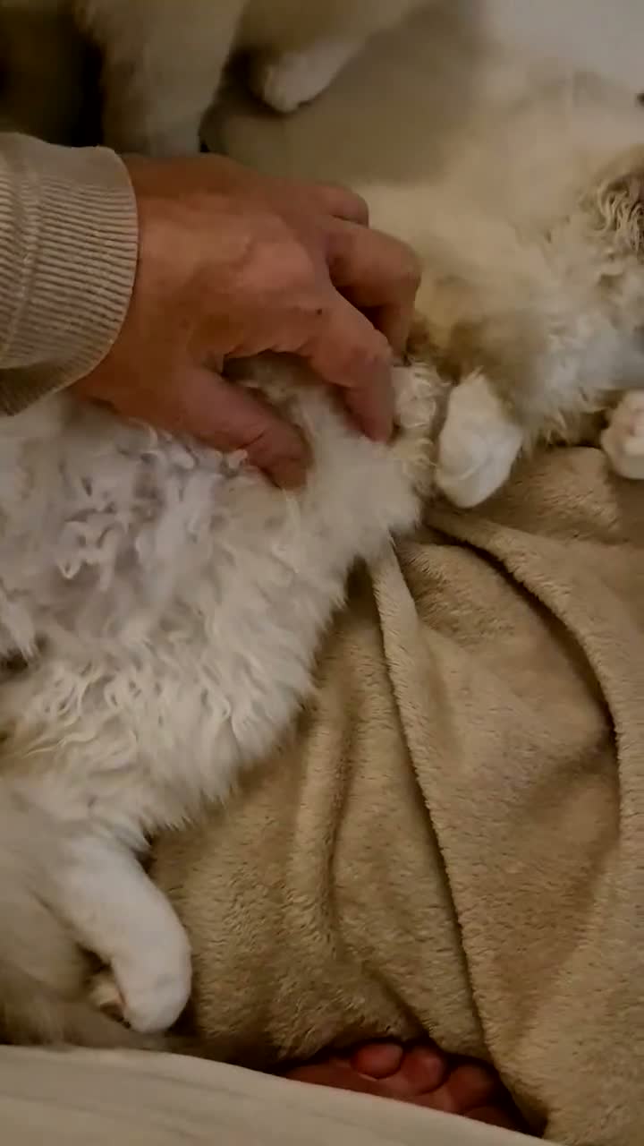 Ragdoll cats for sale: Deep Blue eyes. Male **Available now** Ragdoll - Video 1