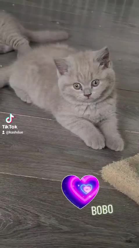 British Shorthair cats for stud: Lilac bsh stud duties - Video 1