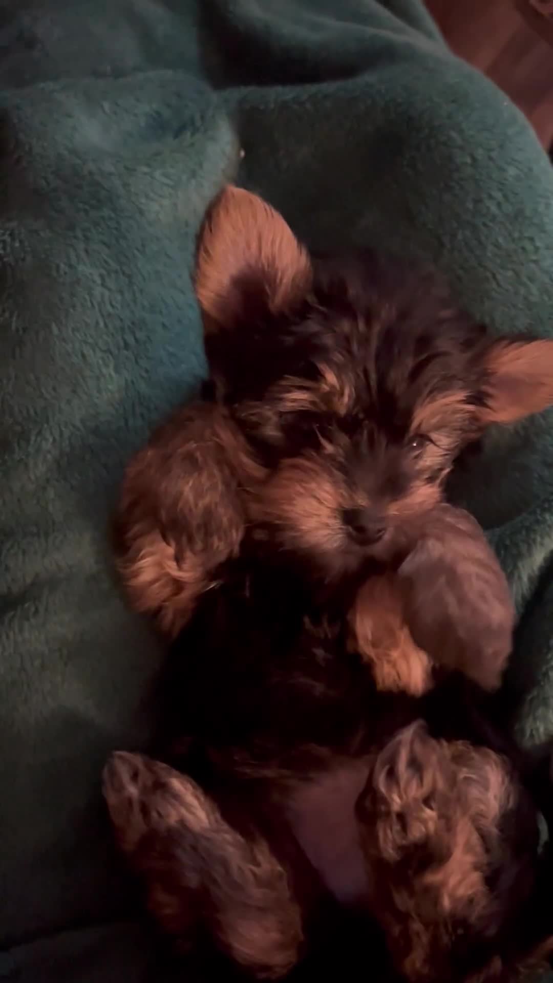 Yorkshire Terrier dogs for sale: 3 miniature Yorkshire terrier boys - Video 1
