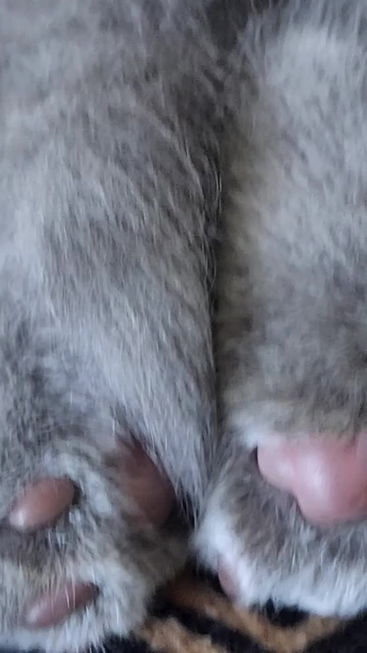 British Shorthair cats for sale: BSH Blue Kittens  - Video 1