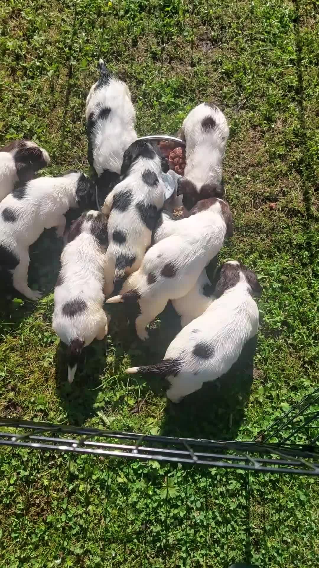 English Springer Spaniel dogs for sale: Springer spaniel pups  - Video 1