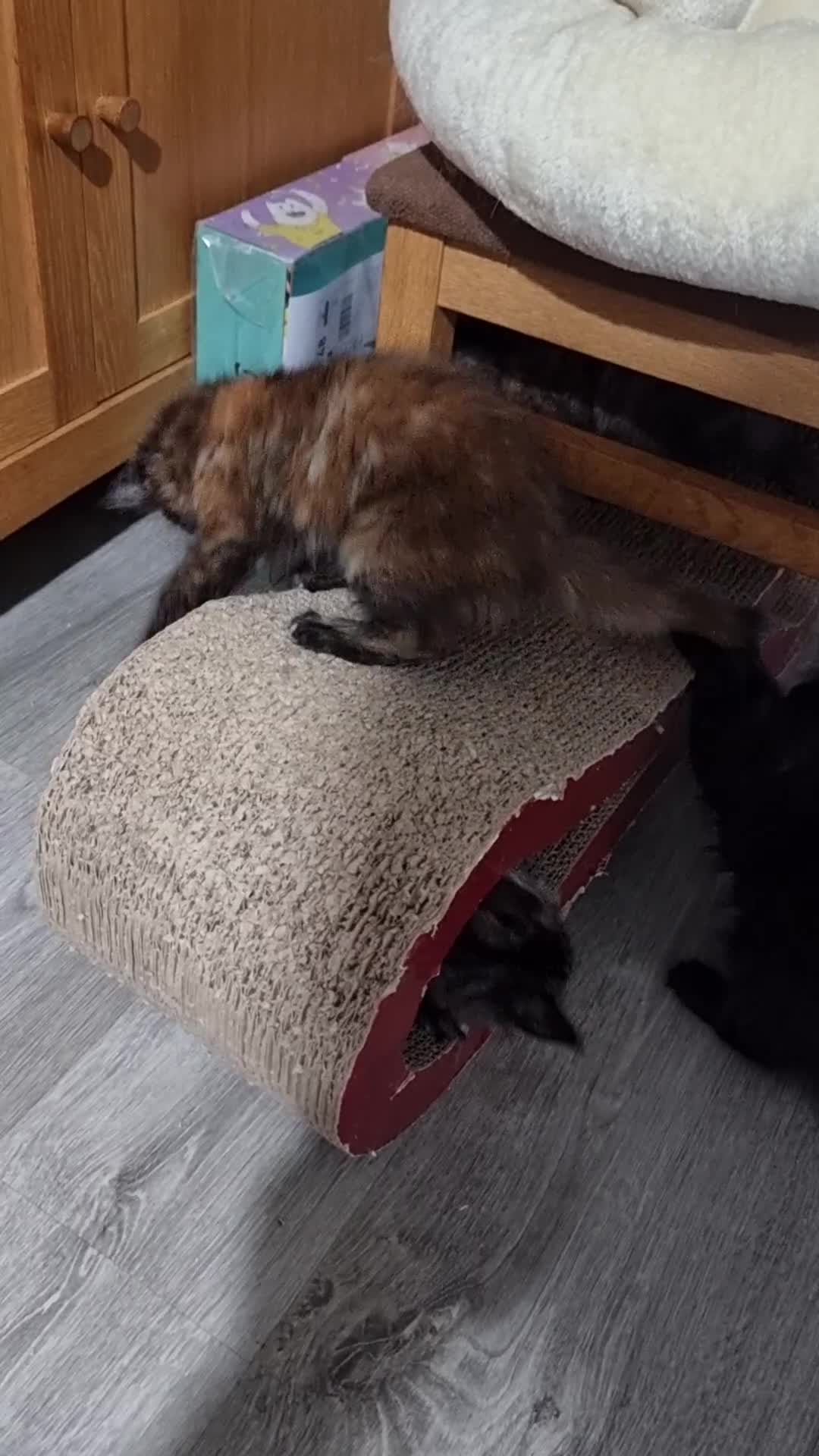 Maine Coon cats for sale: Pedigree GCCF Registered Maincoon Kittens - Video 1