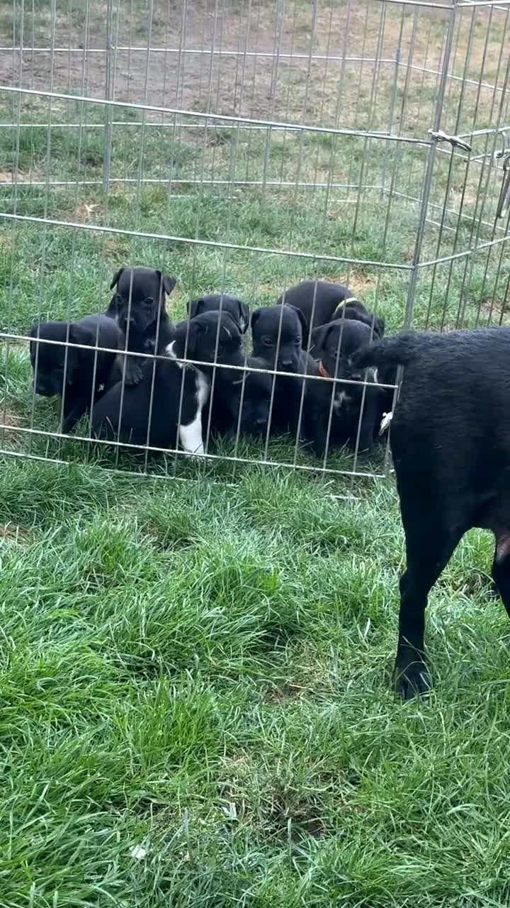 Patterdale Terrier dogs for sale: Patterdale puppies  - Video 1