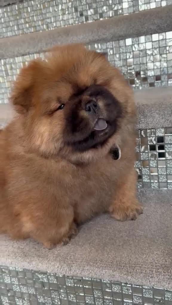 Chow Chow dogs for sale: STUNNING CHOW CHOW PUPPIES READY NOW - Video 2