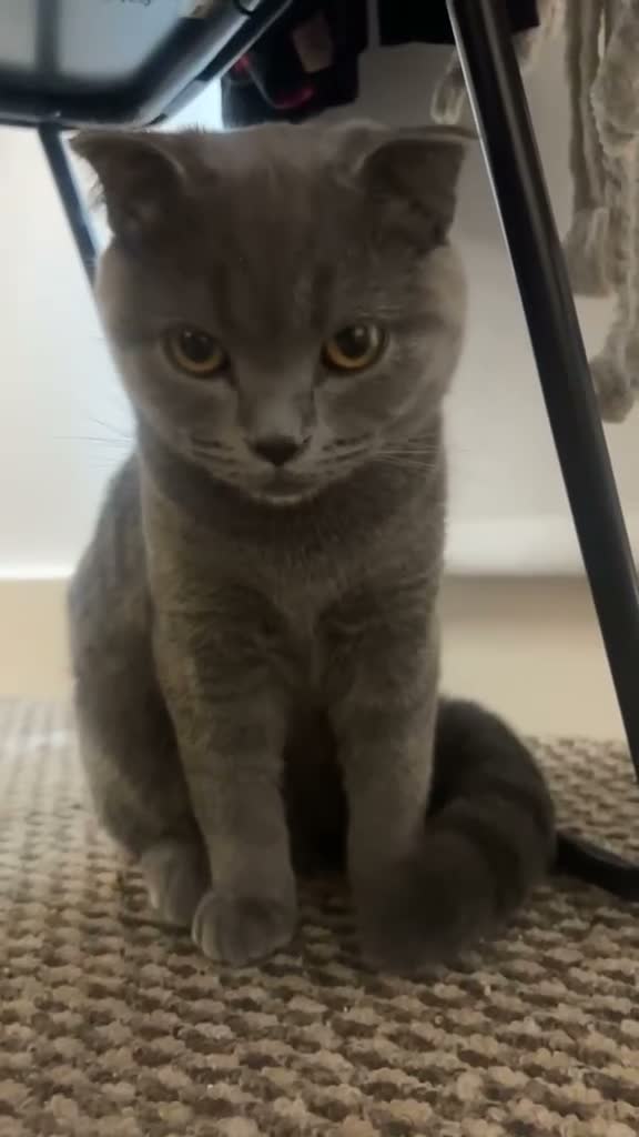 Scottish Fold cats for sale: Scottish+British short hair - Video 1