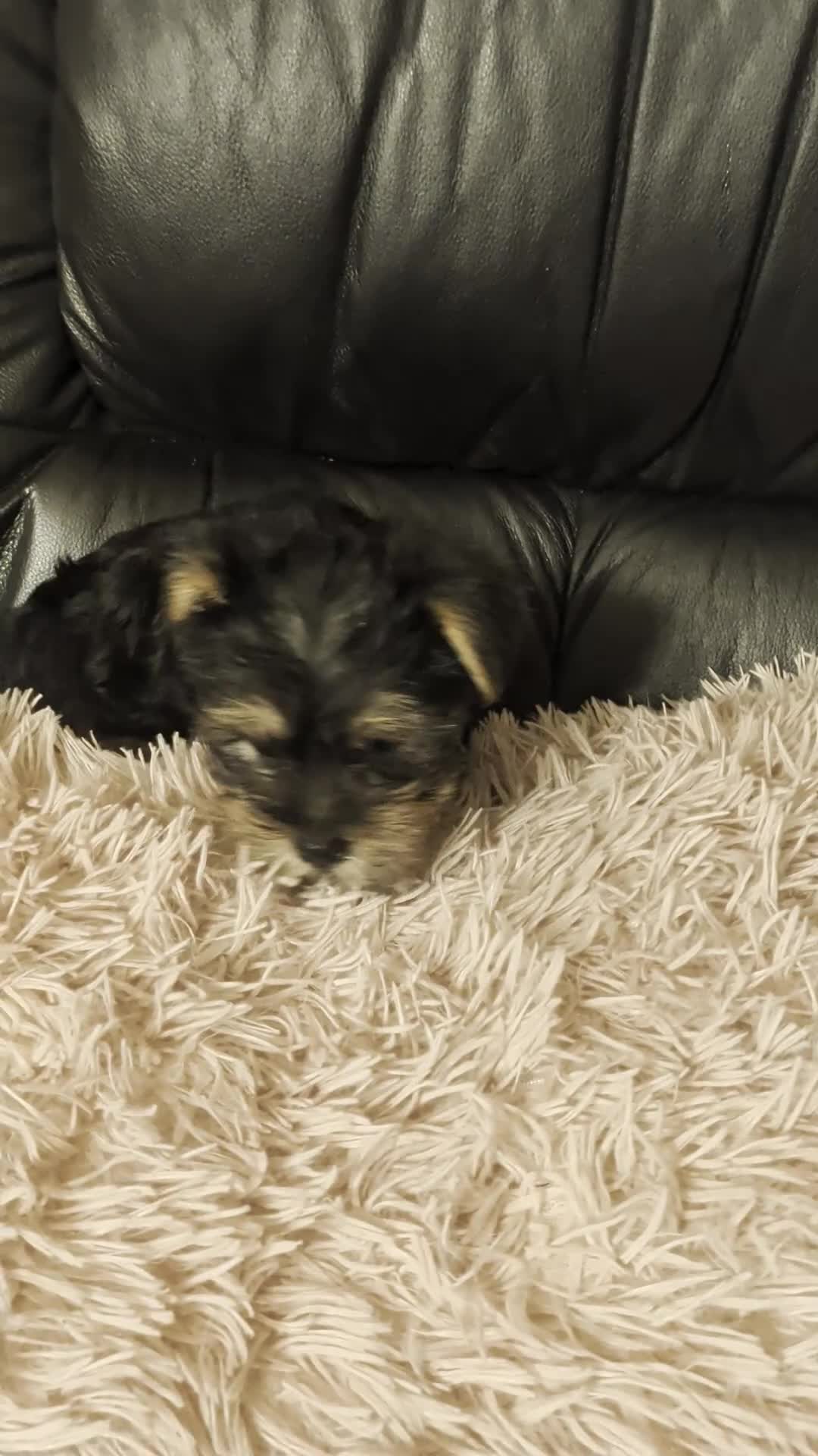 Chihuahua dogs for sale: Three small Yorkshire terriers for sale - Video 1