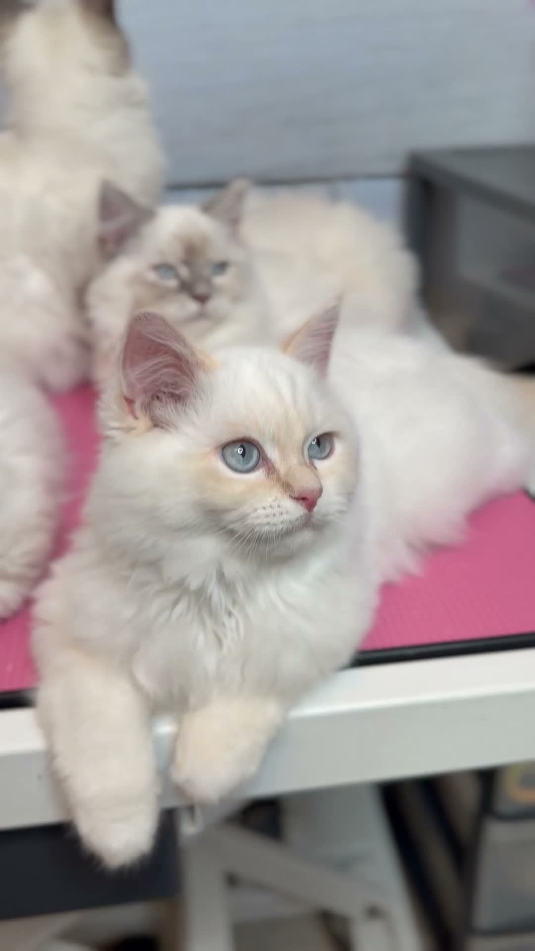 Perdoll cats for sale: ⭐️Ready Now  kittens  - Video 1