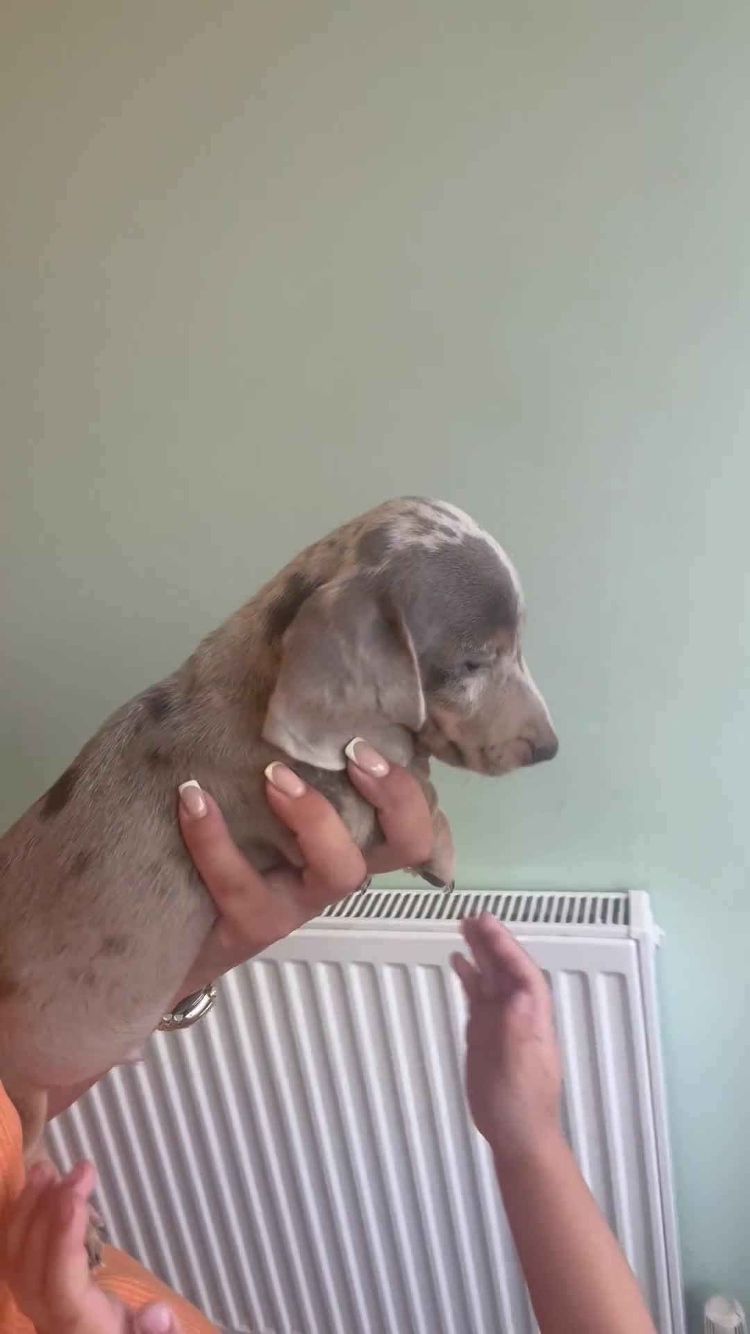 Miniature Dachshund dogs for sale: Miniature dachaunds READY NOW - Video 2