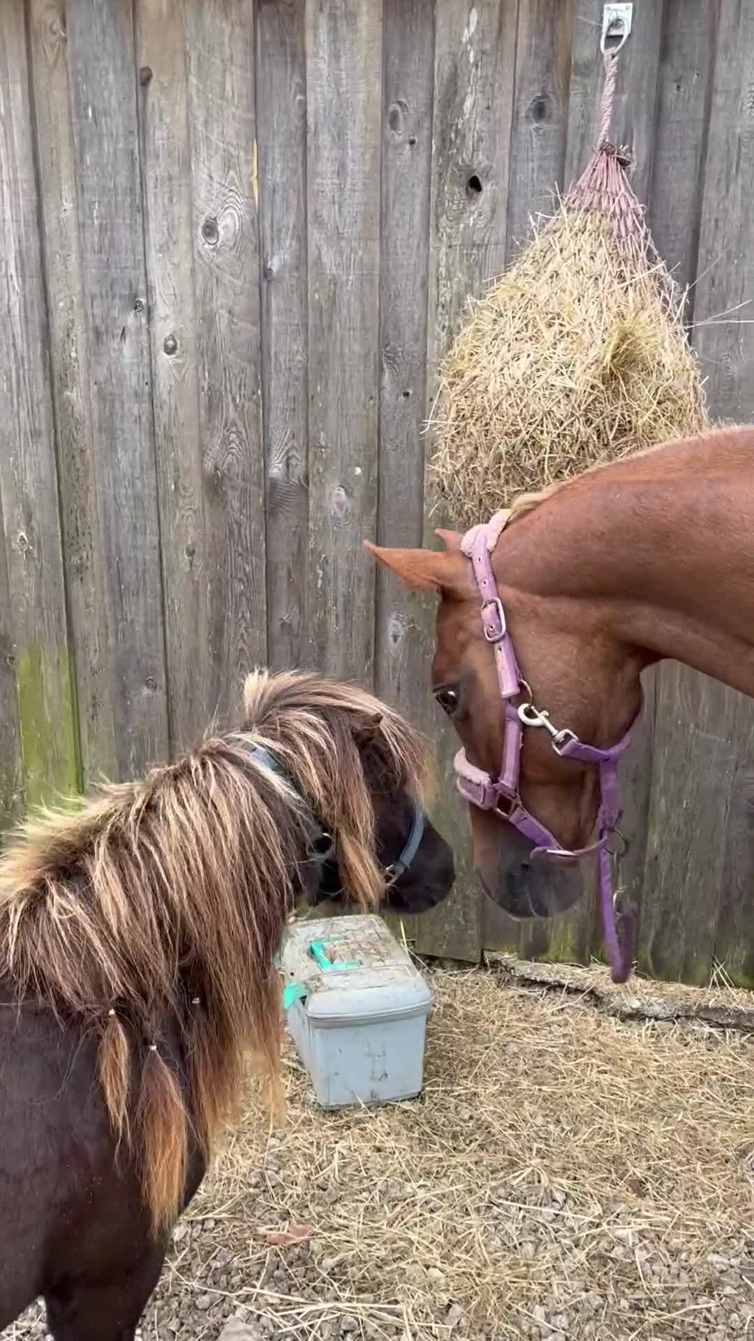 Shetland pony horses for sale: Miniature Shetland  - Video 2