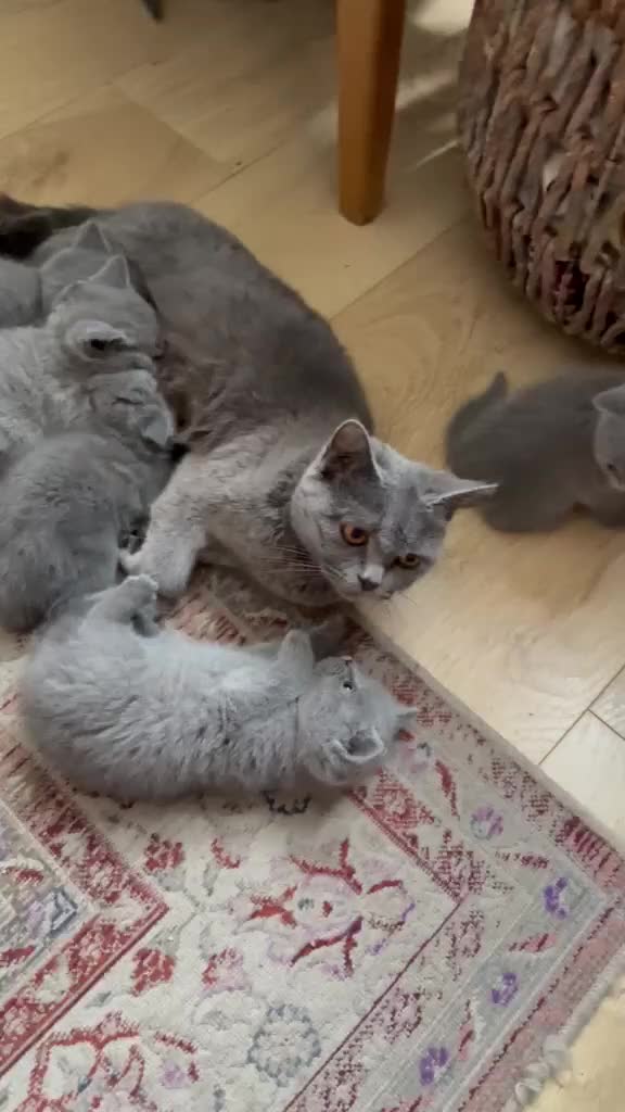 British Shorthair cats for sale: Six Lovely British Shorthair Kittens - Video 2