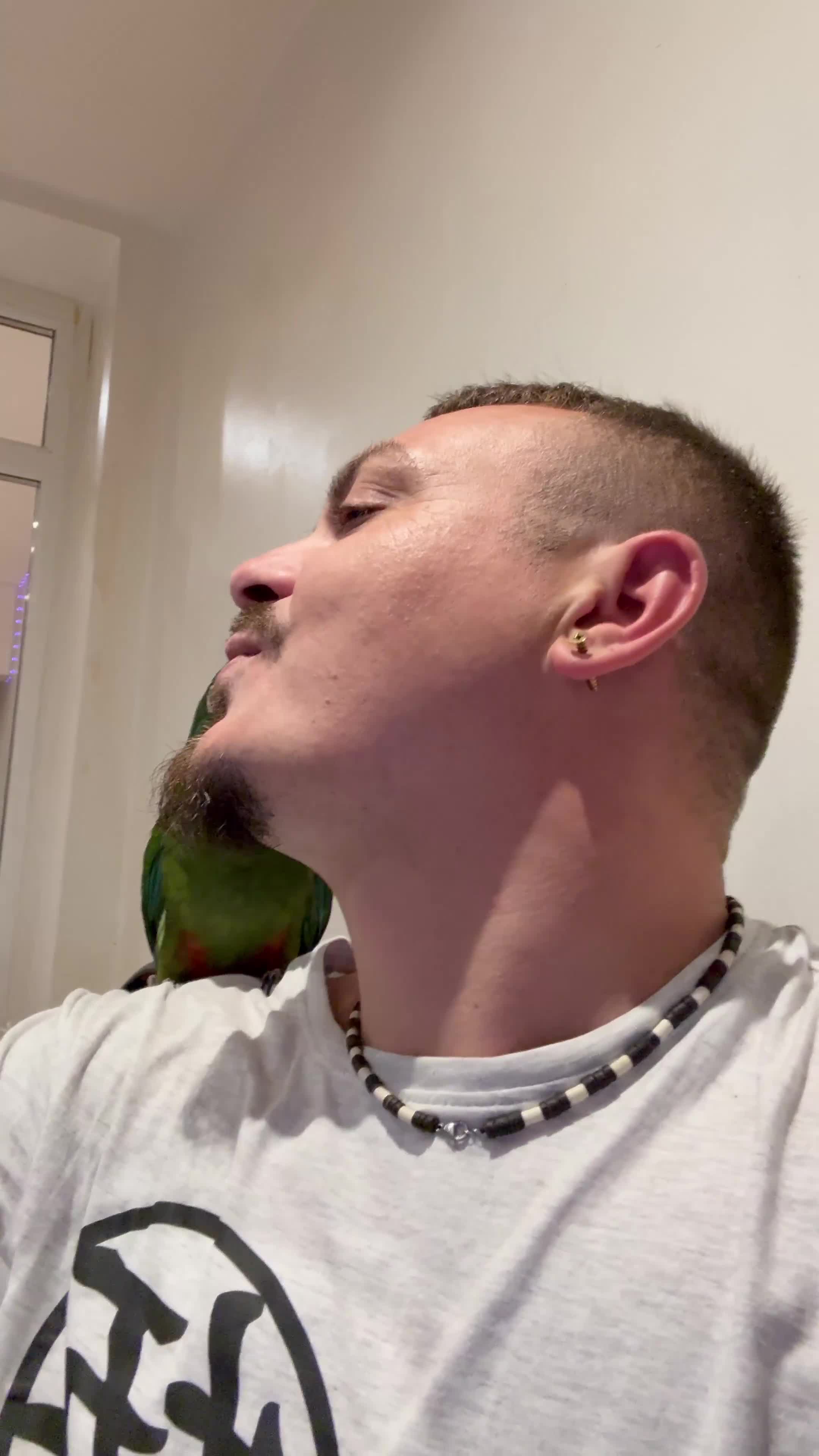 Macaws birds for sale: Blue winged macaw - Video 1