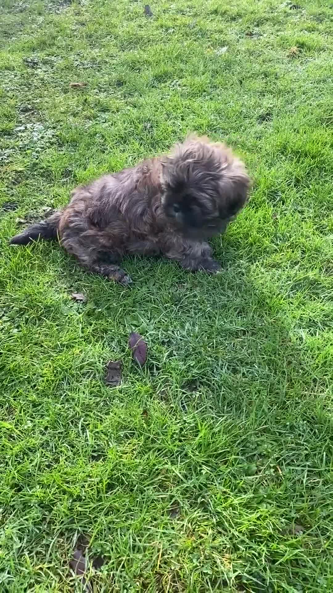 Shih Tzu dogs for sale: pure breed shih tzu puppy , only 1 left - Video 2